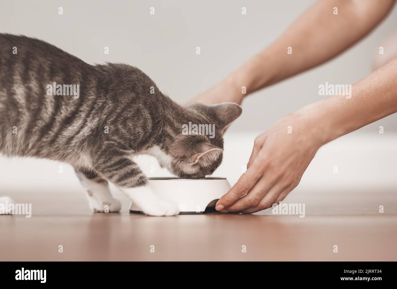 Woman feeding grey kitten by cat's meal indoors. Stock Photo