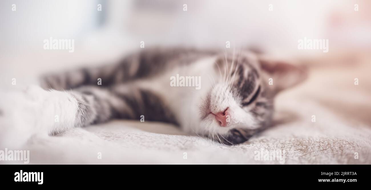 Little gray kitten lying and dreaming indoors Stock Photo