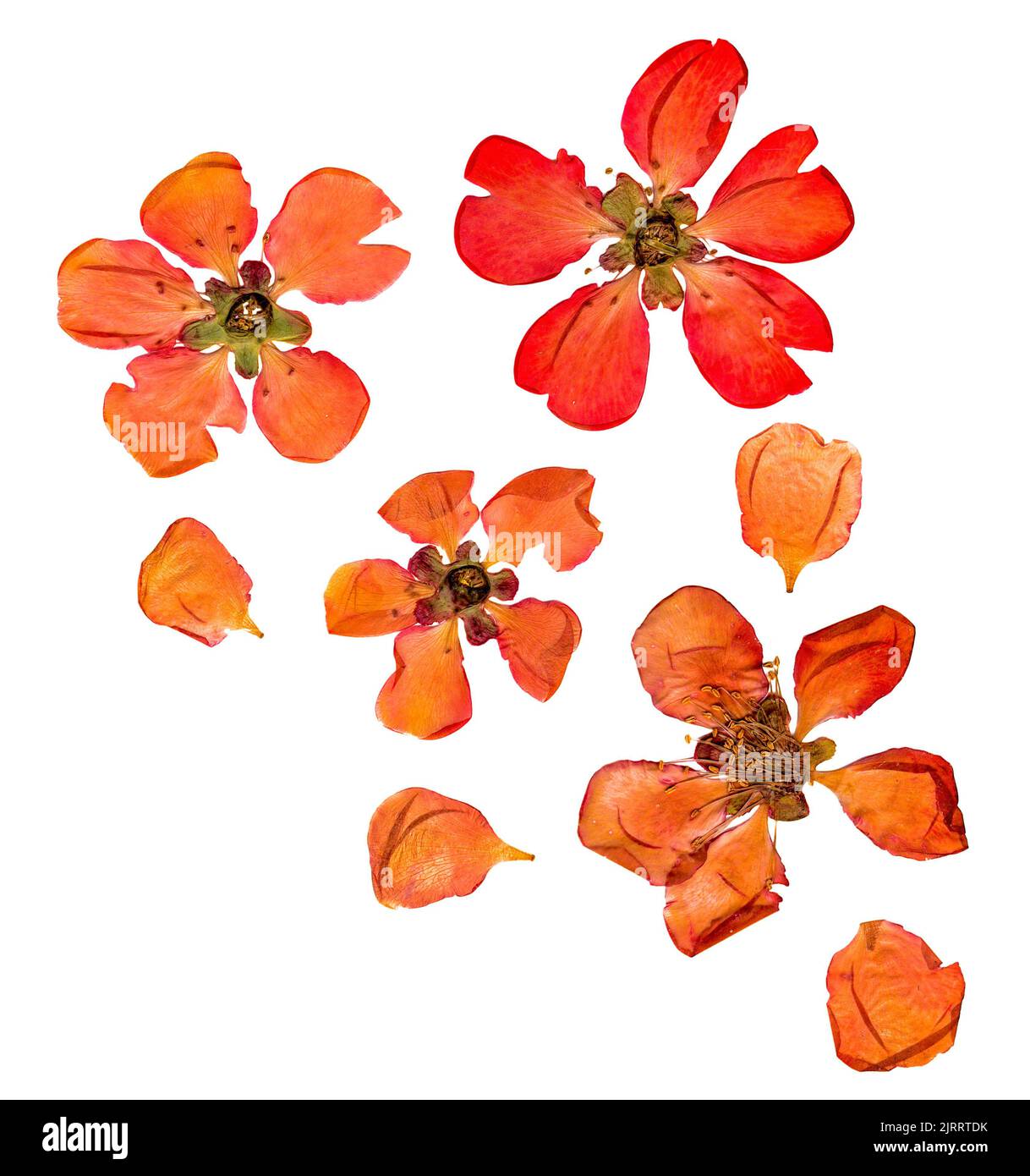 Closeup pressed and dry  large pale red flowers and petal set of quince plant. Blossom of japonica chaenomles, isolated Stock Photo