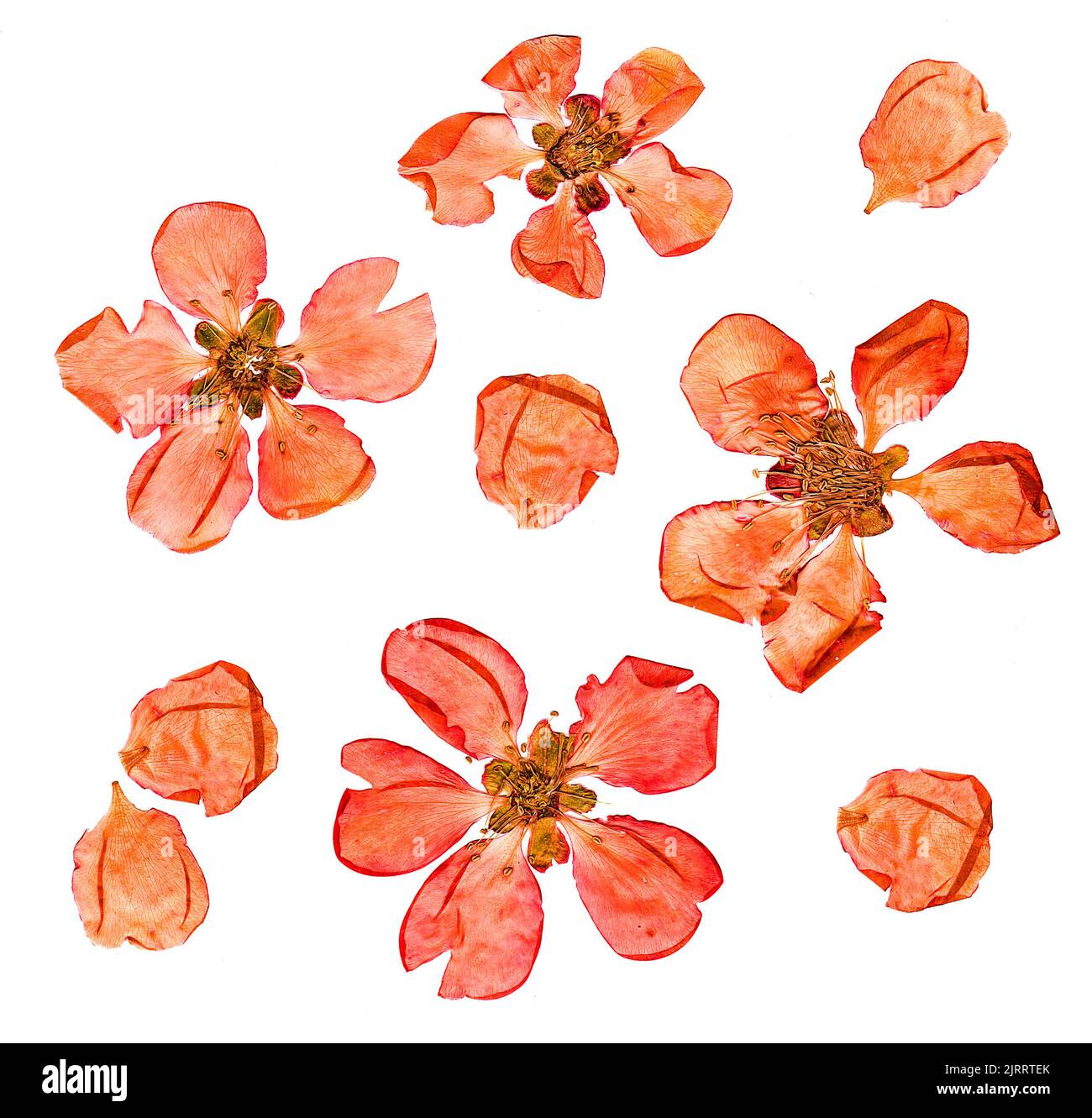 Closeup pressed and dry  large pale red flowers and petal set of quince plant. Blossom of japonica chaenomles, isolated Stock Photo