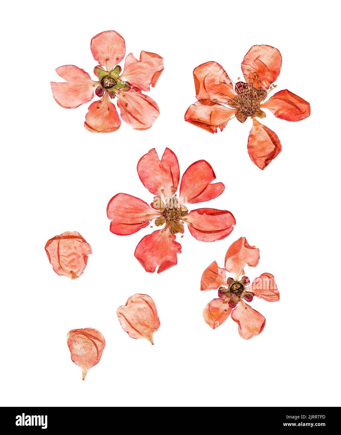 Pressed And Dried Petal Of Large Red Flowers Quince Blossom Stock Photo Pressed and dried petal of large red flowers quince blossom stock photo