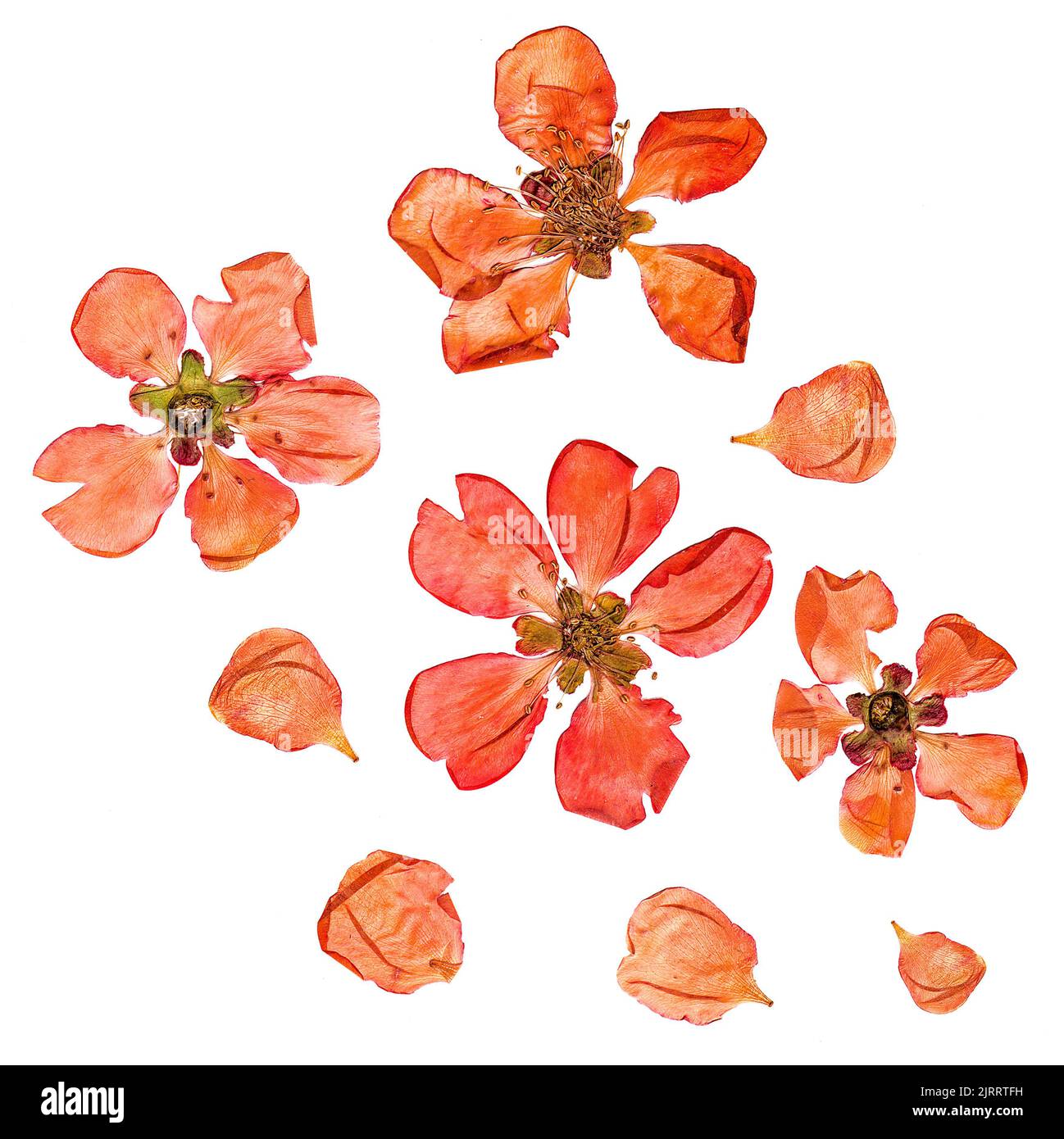 Closeup pressed and dry  large pale red flowers and petal set of quince plant. Blossom of japonica chaenomles, isolated Stock Photo