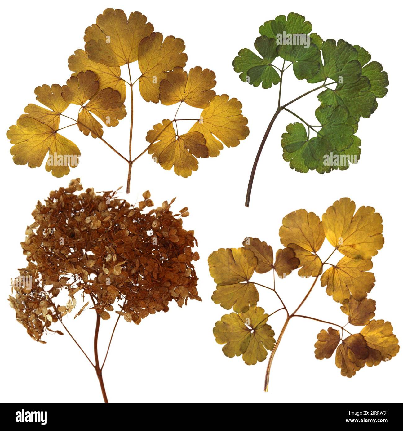 Back side autumn leaf Cut Out