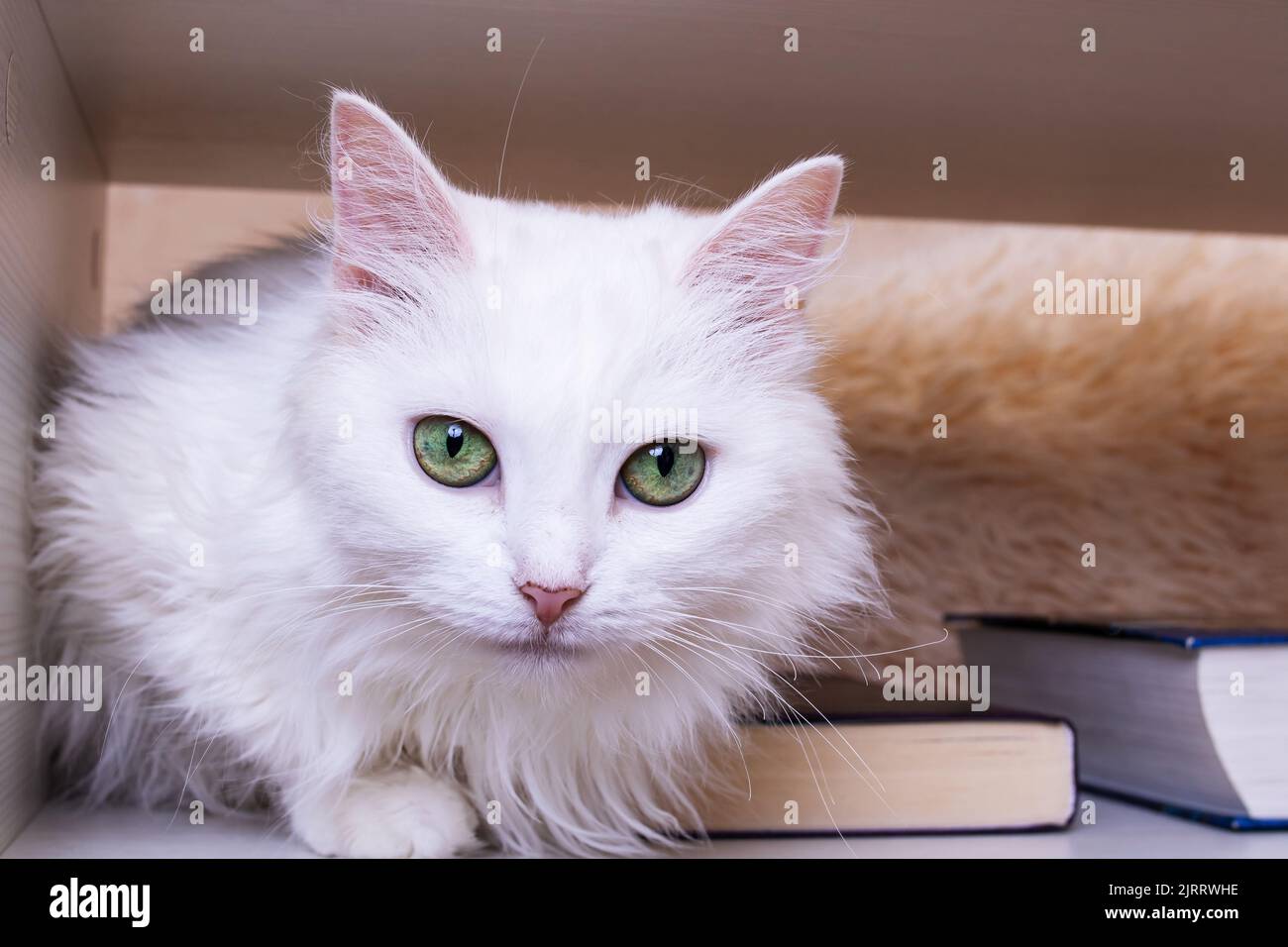 White cat with green eyes close up portrait Stock Photo Alamy