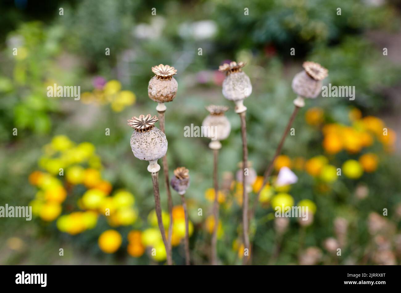 Poppy seed heads in summer with a shallow depth of field. Dry poppy capsules at nature, closeup Stock Photo