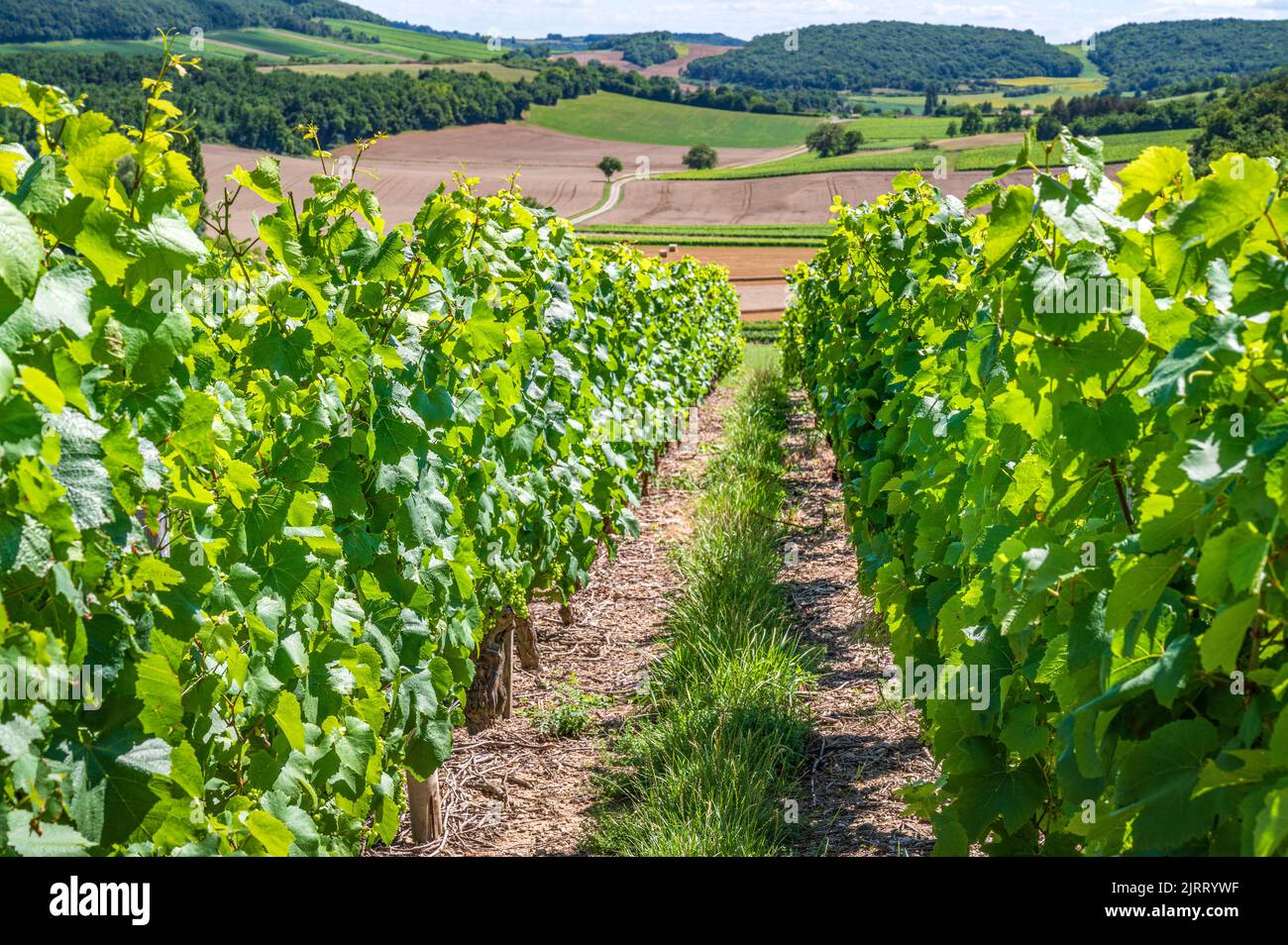 Vineyards in the northern part of the Mâconnais Stock Photo