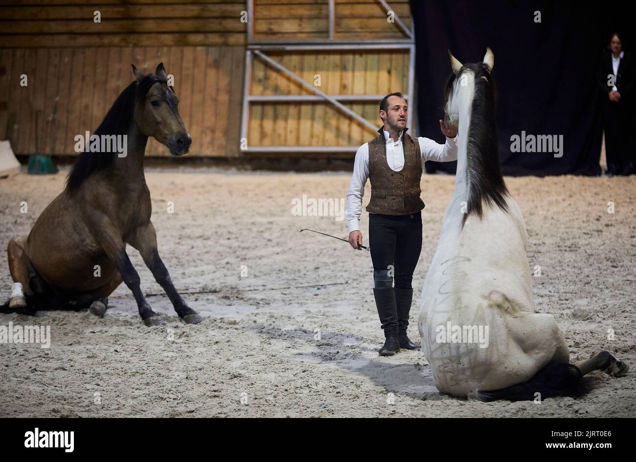 Lons-le-Saunier (central-eastern France): horse-breaking, horse show by Kevin Ferreira at the riding school of Mancy within the framework of the event Stock Photo