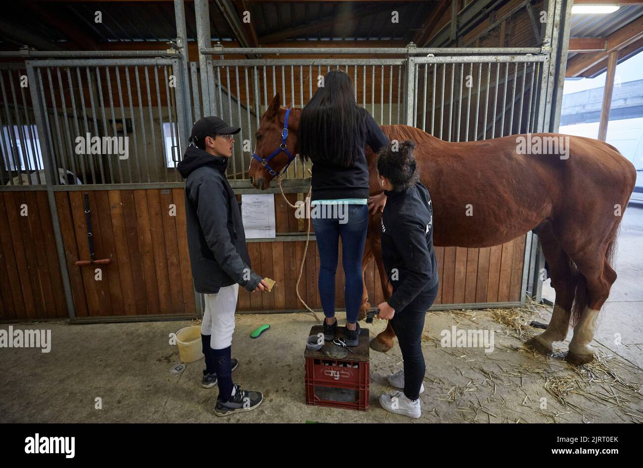 Lons-le-Saunier (central-eastern France), November 12, 2021: event called “Equilons”, amicable sale with horses and ponies at the equestrian center an Stock Photo