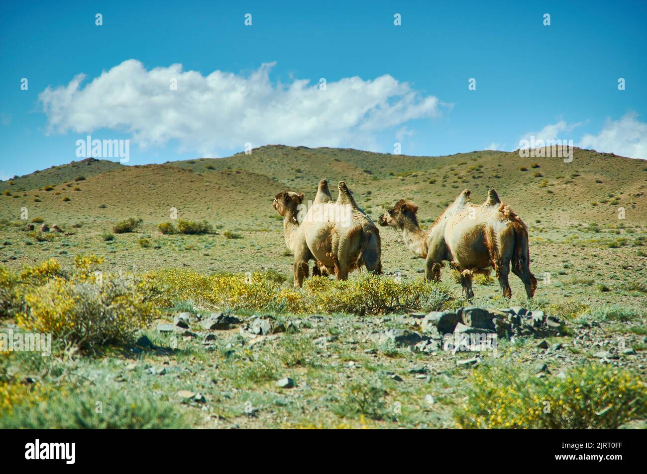 Typical Mongolian landscape wild camels, Uvs Province in Mongolia Stock Photo
