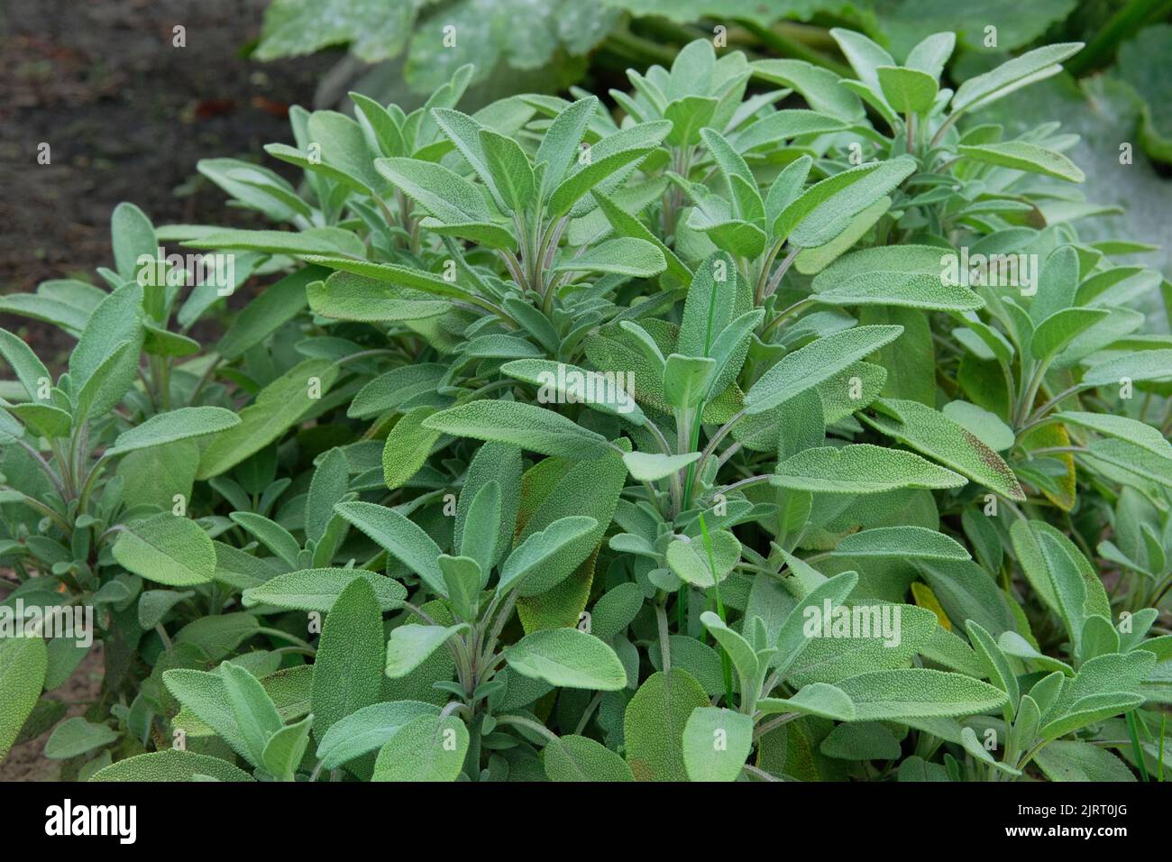 Green sage leaves grow in the vegetable garden. Growing spicy spices