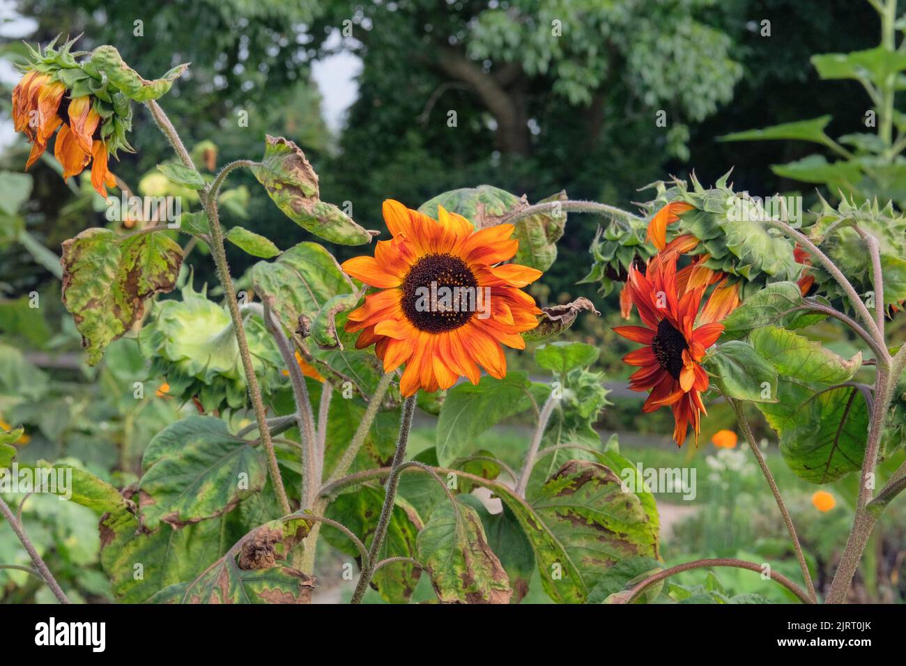 Sunflowers is growing in rural garden. Open ground flat bed into the garden. Farming background. Stock Photo