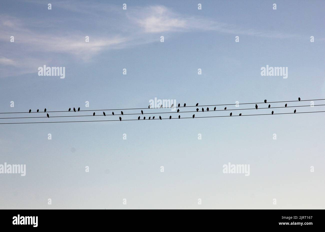 A flock of birds perched on electricity wires Stock Photo Alamy