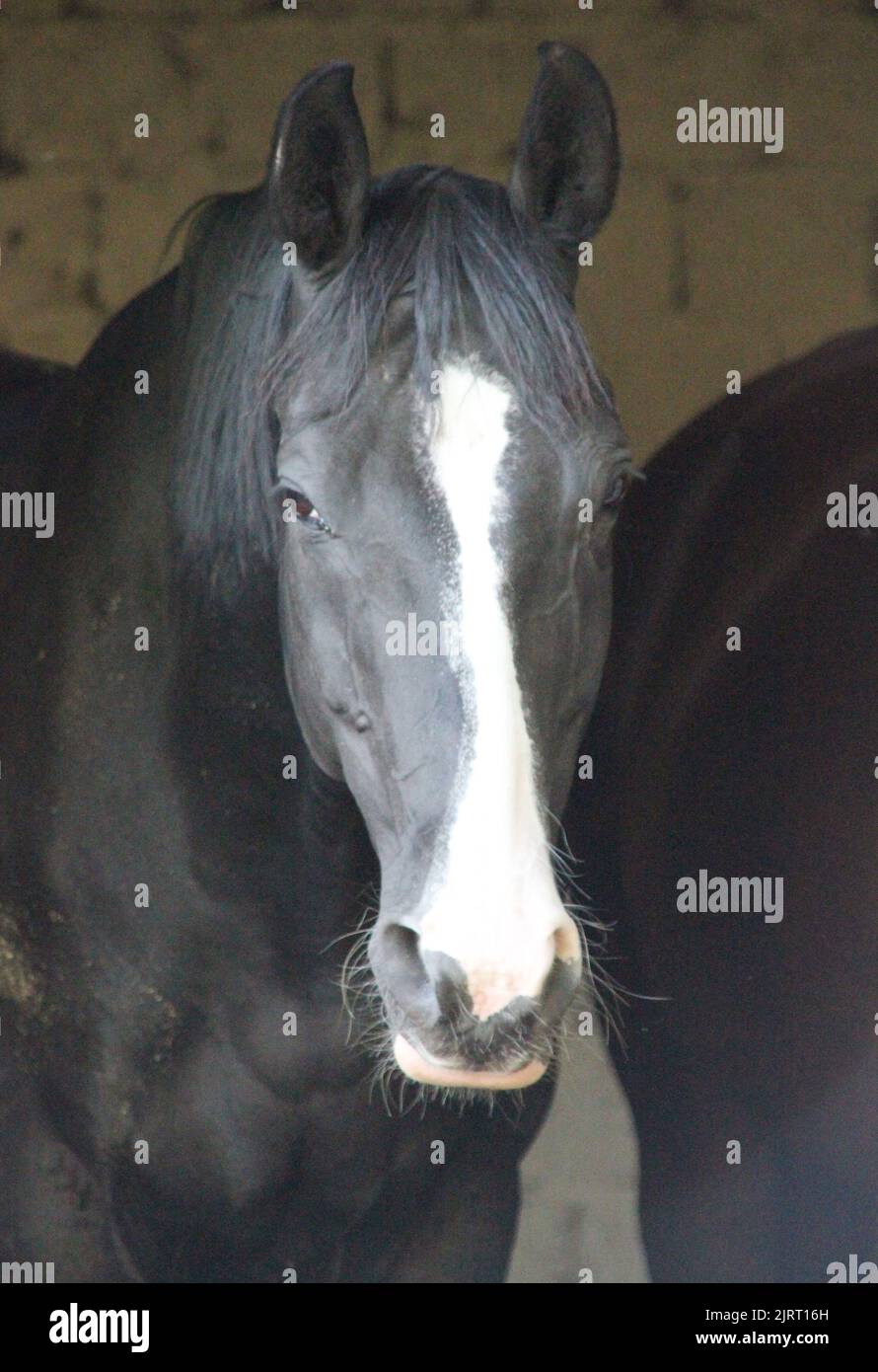 Black horse white blaze hires stock photography and images Alamy