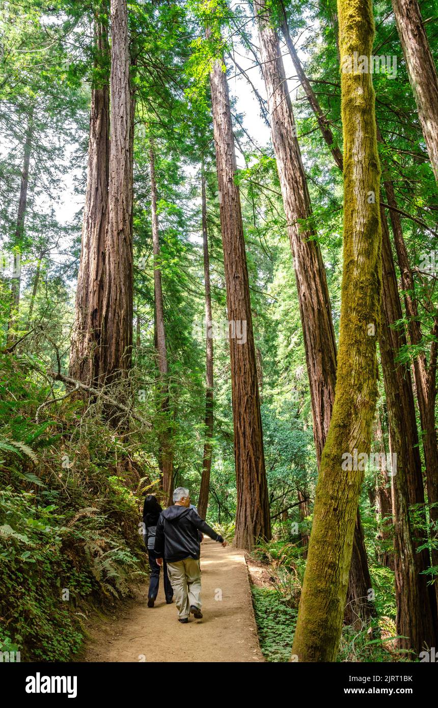 Tall trees along a walking path through the woods hires stock