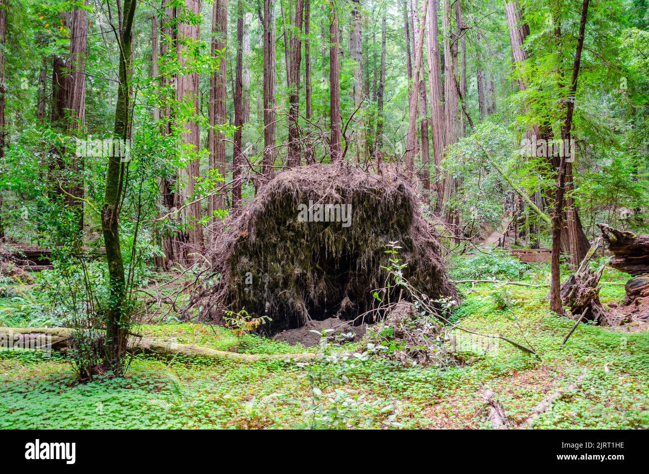 A giant redwood sequoia tree has fallen in a forest in Marin County, California, USA Stock Photo