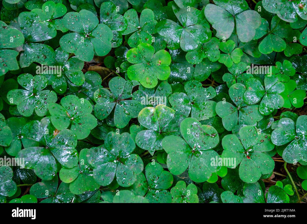 Close up view of a clover plant, ideal as a background Stock Photo