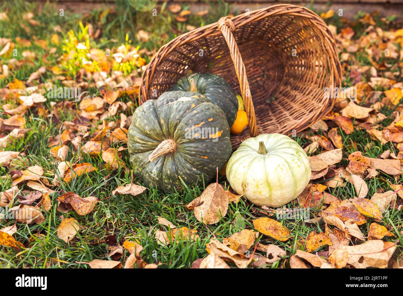 Autumn Wallpaper 🍂🍃🍂, image size:1300x956