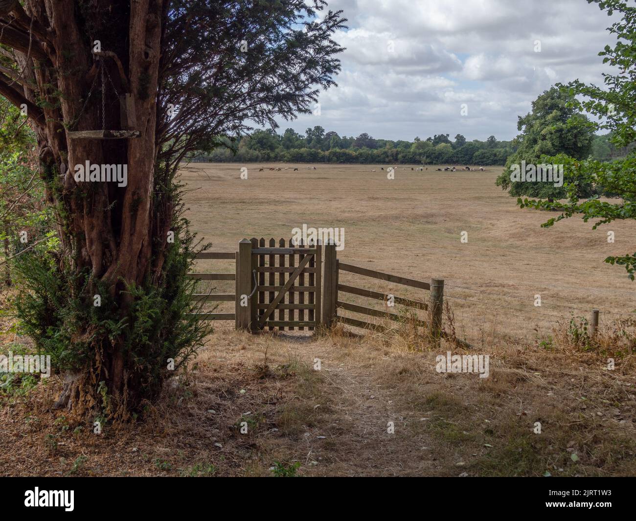 Drought UK 2022; parched fields at Old Woverton, Buckinghamshire Stock Photo