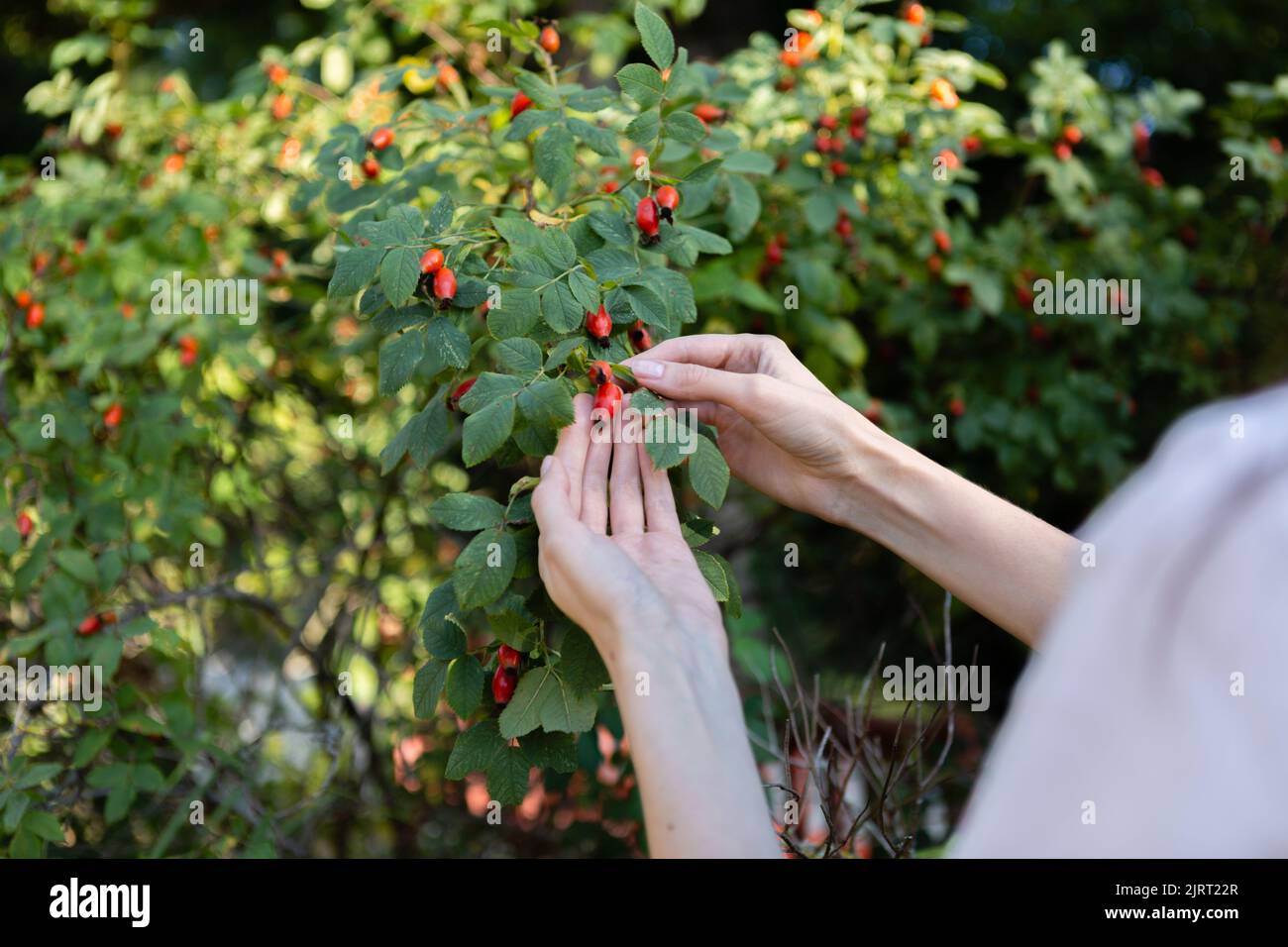 A woman collects rosehip berries from a green bush Stock Photo