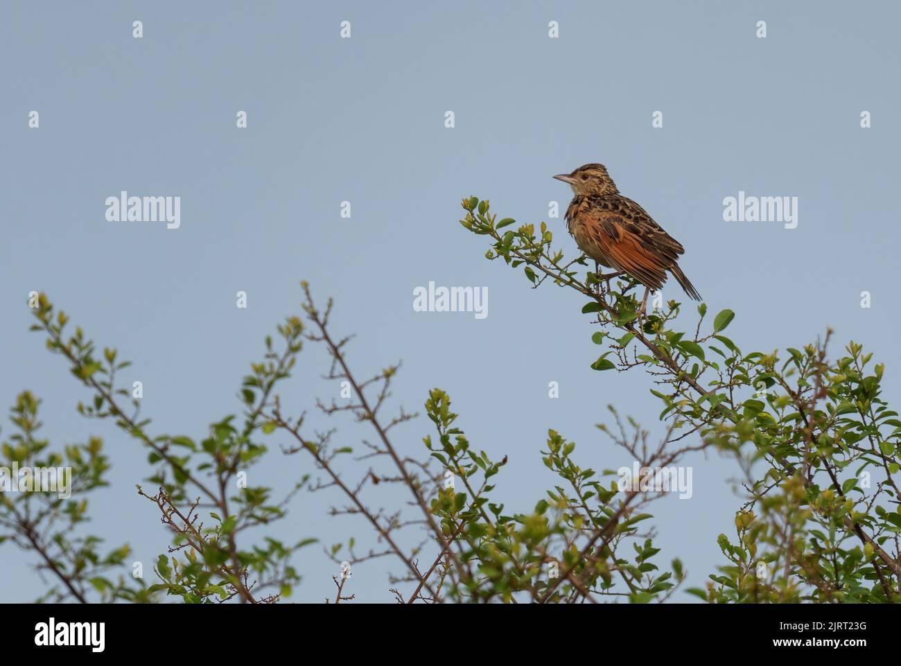 Rufous-naped Lark - Mirafra africana, beautiful brown perching bird from African savannahs and bushes, Uganda. Stock Photo