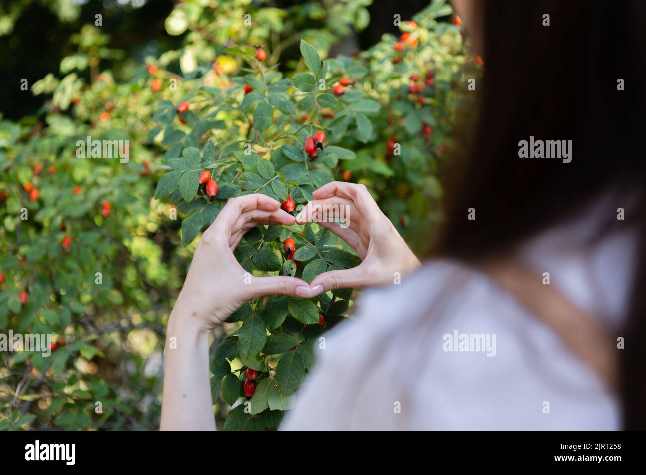 Woman hands show their hearts in front of a green rosehip bush Stock Photo