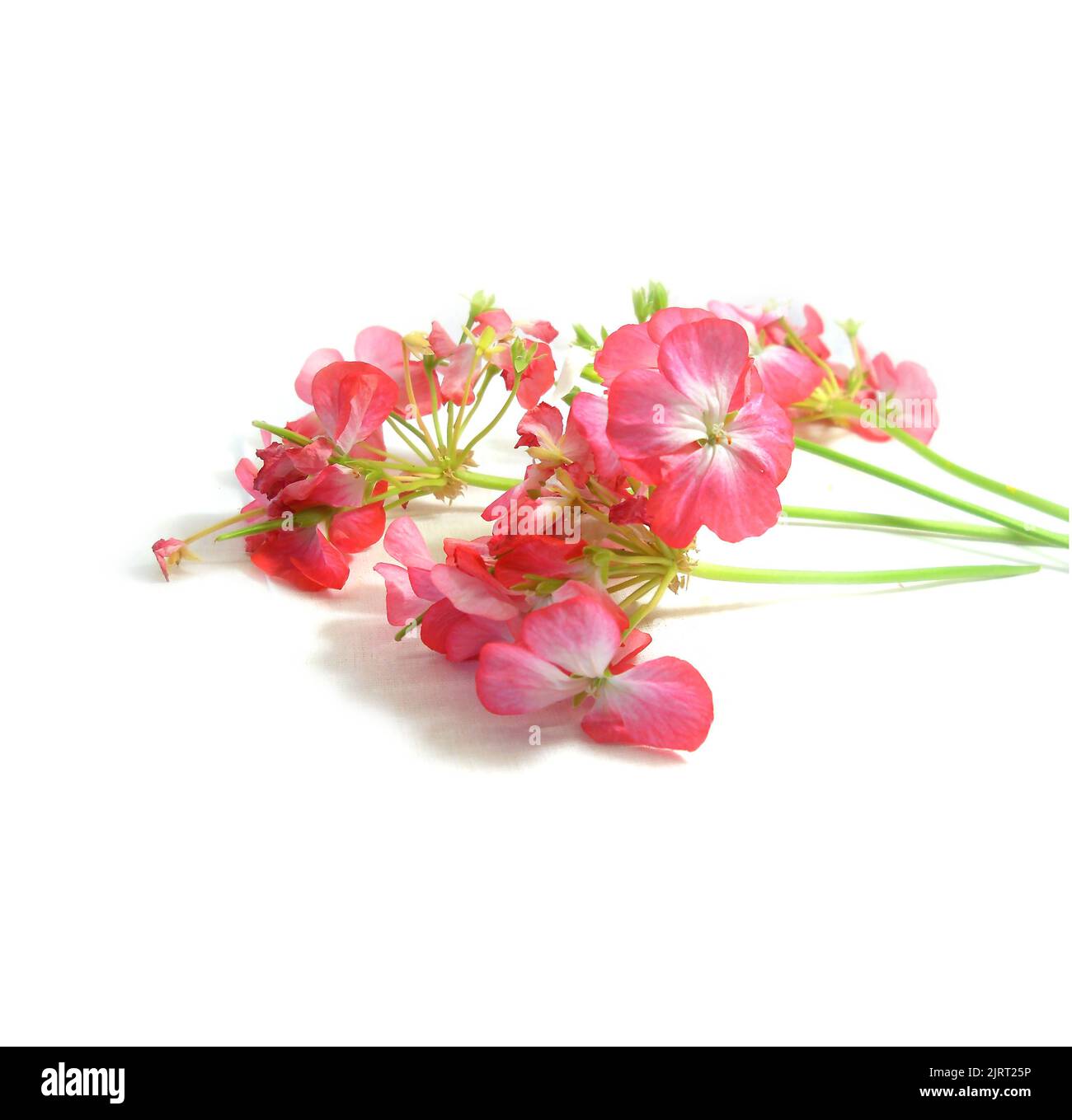 geranium flowers in the shape of roses fresh on the green leaf Stock ...