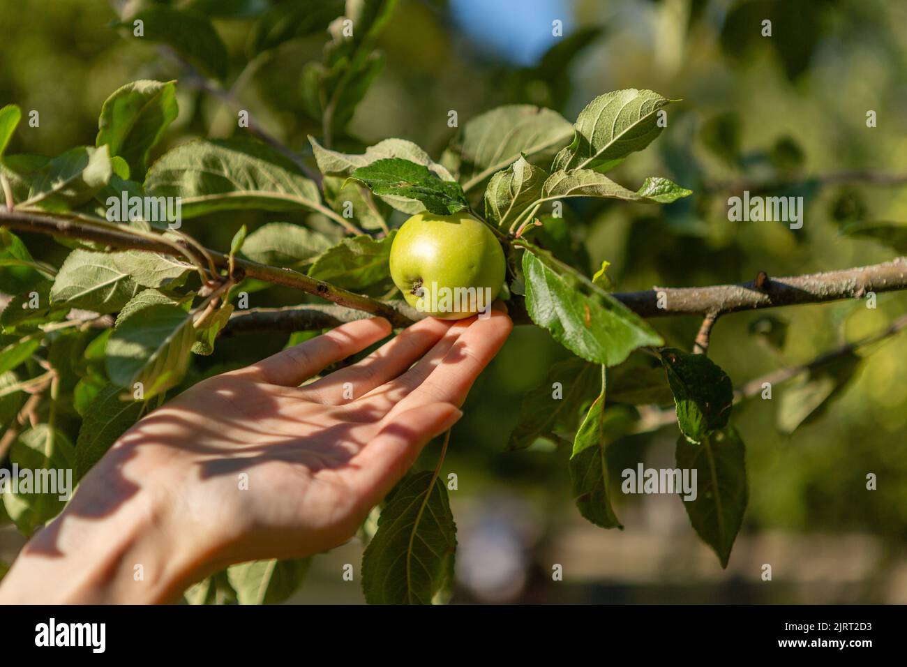 Woman is reaching out for an apple Stock Photo