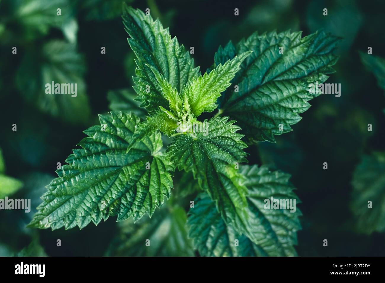 Common nettle bush outdoors. Urtica dioica. Stinging nettles plant. Herbal medicine concept. Green foliage background. Dark leaves pattern at night. T Stock Photo
