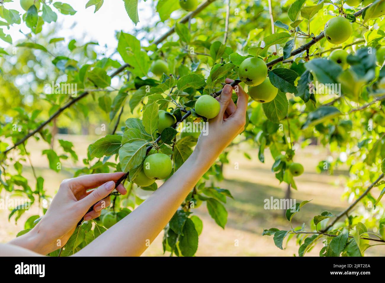 Two hands holding an apple tree brunch collecting green apples Stock Photo
