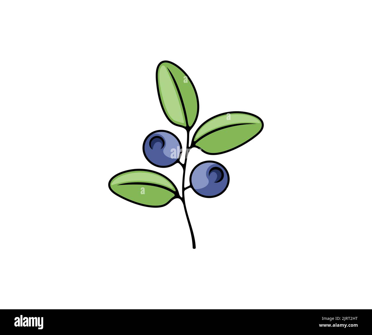 Blueberry, berries, vector design and illustration. Bilberry, huckleberry, whortleberry, food and nature Stock Vector