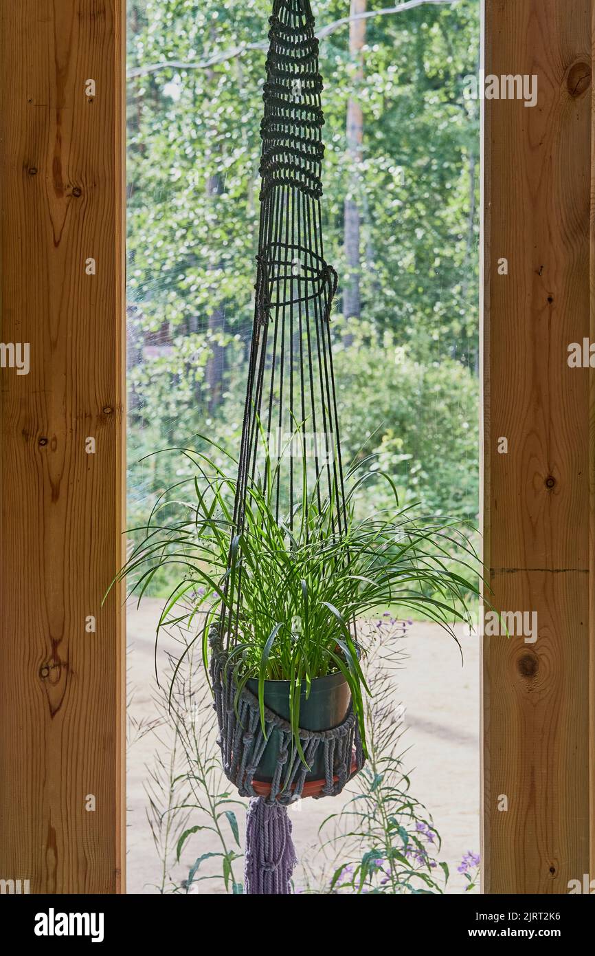 Potted plant chlorophytum. Indoor flower in rope planter, woven in the macrame technique. Stock Photo