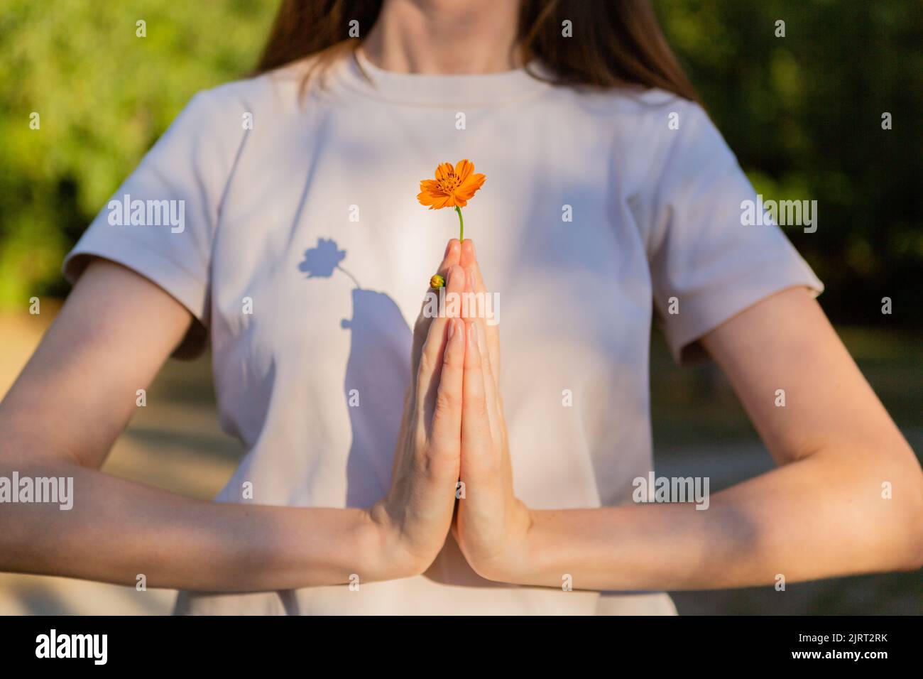 An orange flower in a woman hands Stock Photo