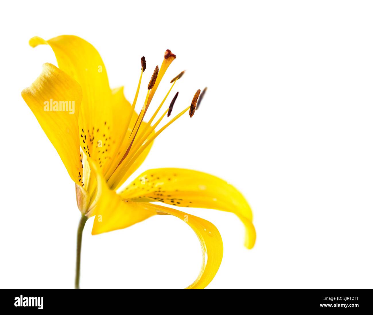 Yellow Lily flower close-up on white background. Stock Photo
