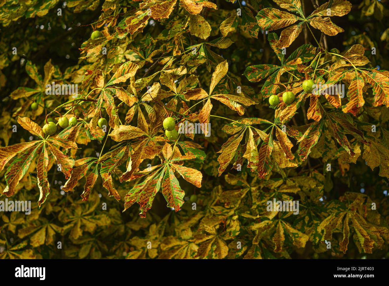 Bicester, Oxfordshire, August 26th 2022. WEATHER: The UK is experiencing the earliest signs of autumn in 20 years, due to extreme temperatures and subsequent drought. Met Office say temperatures could again reach 30C over the bank holiday weekend. In some parts of the UK trees have begun to drop their leaves, and berries are ripening weeks ahead of schedule, amid record summer temperatures. Credit Bridget Catterall/Alamy Live News Stock Photo