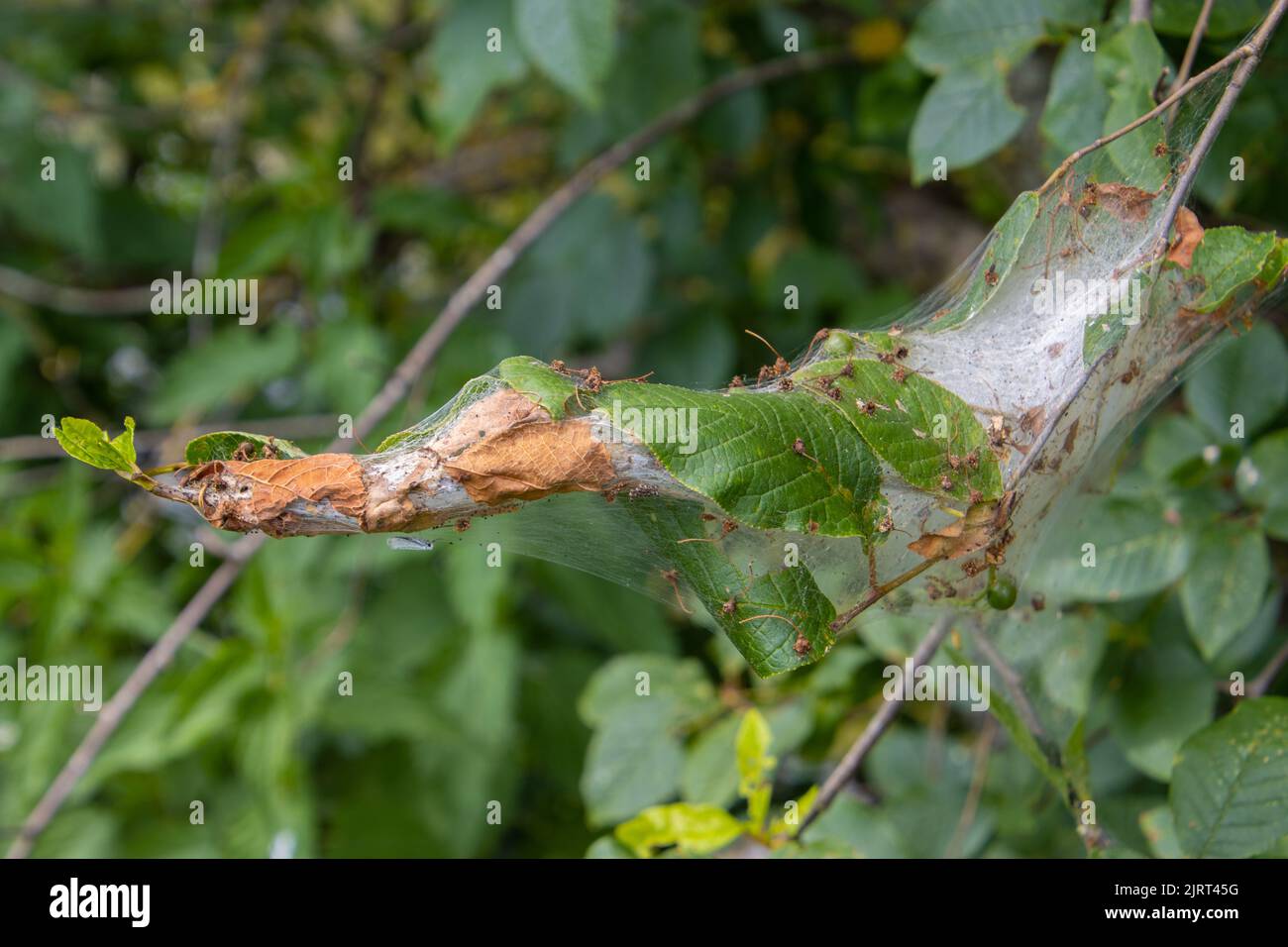 Silk web of the apple ermine moth, also called Yponomeuta malinellus or Apfel Gespinstmotte Stock Photo