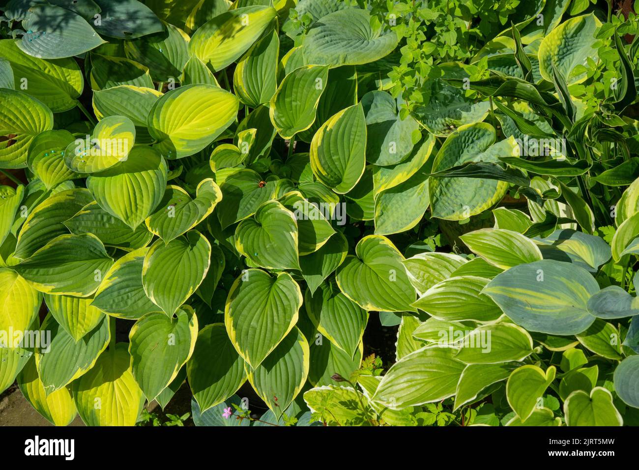 The lush vibrant green leaves of Hosta ventricosa plat Stock Photo
