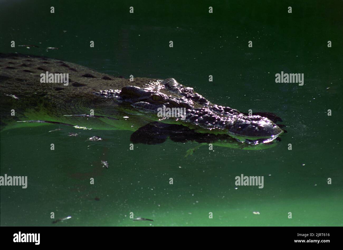 Close-up view of a salt water crocodile, or 'salty' (Crocodylus porosus) with prey in its jaws: Eric the three-legged crocodile in Gosford Reptile Park, now deceased. Stock Photo