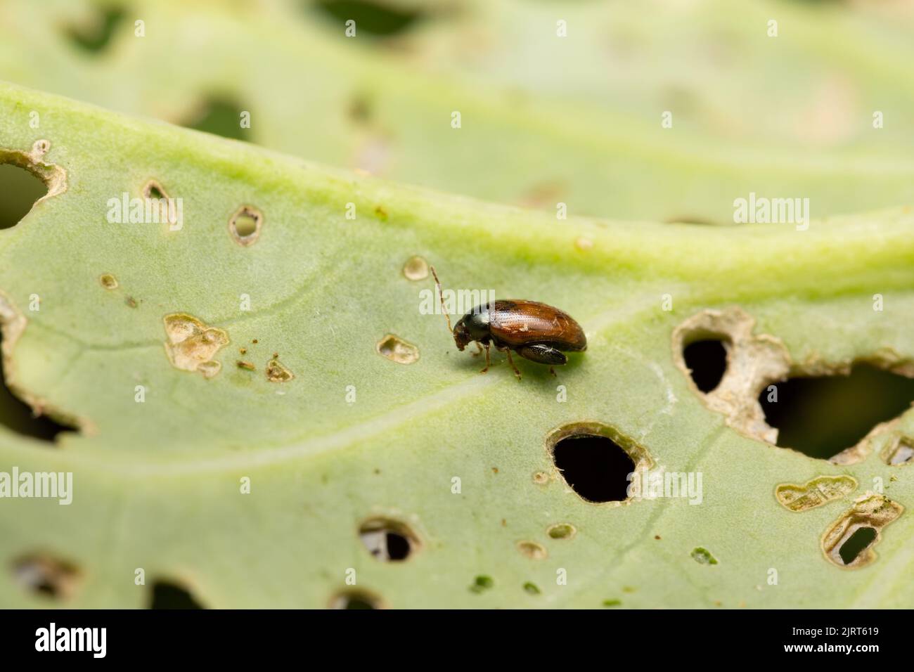 Cabbagestem Flea Beetle / Psylliodes chrysocephala Stock Photo Alamy