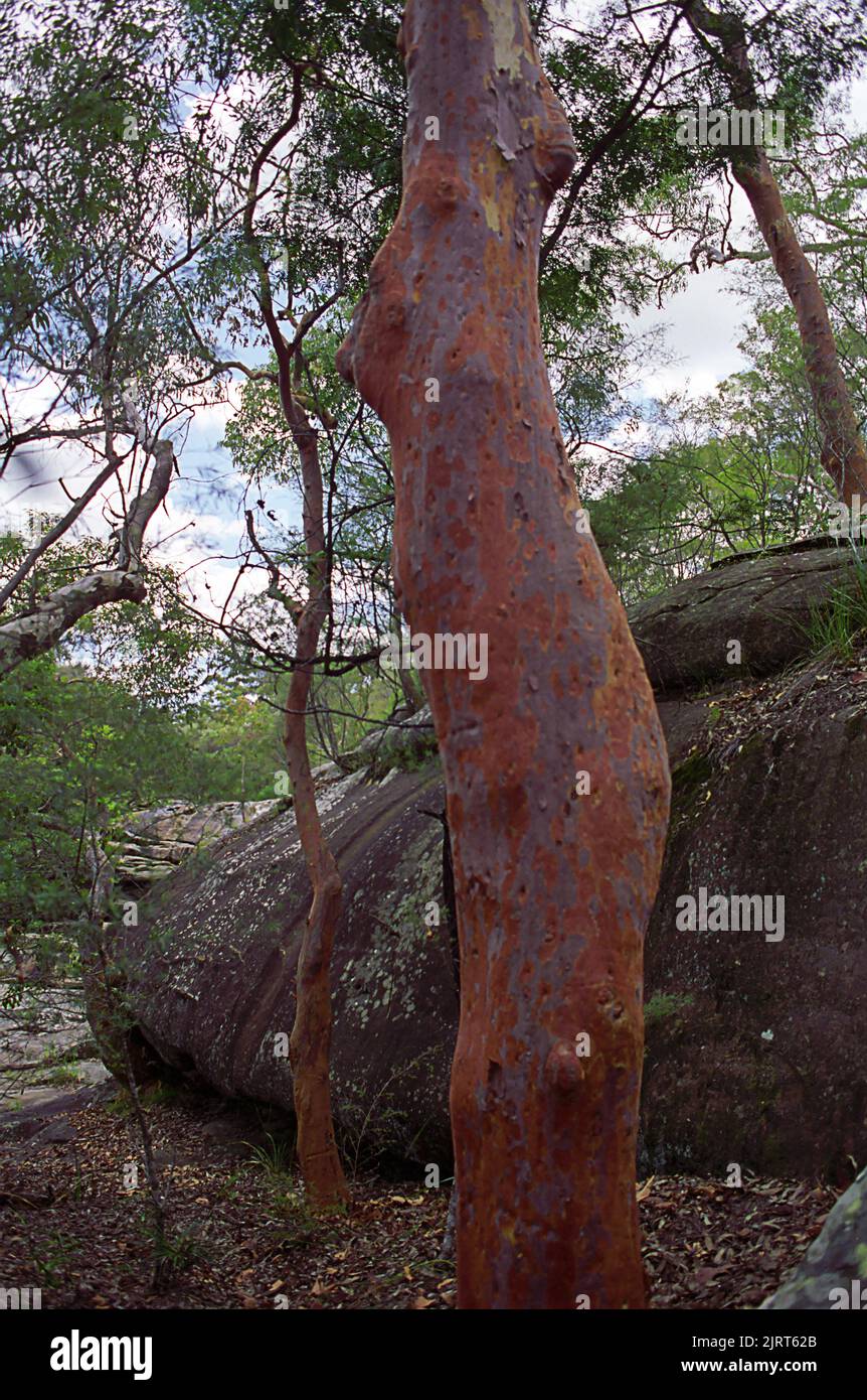 Trunk of a eucalyptus tree, Popran National Park, New South Wales, Australia Stock Photo