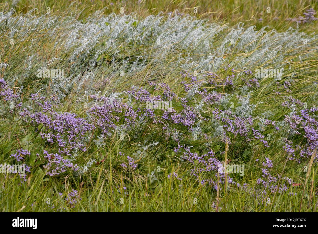 Common sea lavender also called Limonium vulgare or Strandflieder Stock Photo