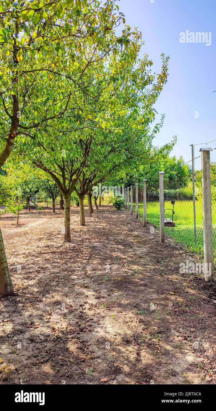 A vertical shot of trees by a metallic fence barrier Stock Photo - Alamy