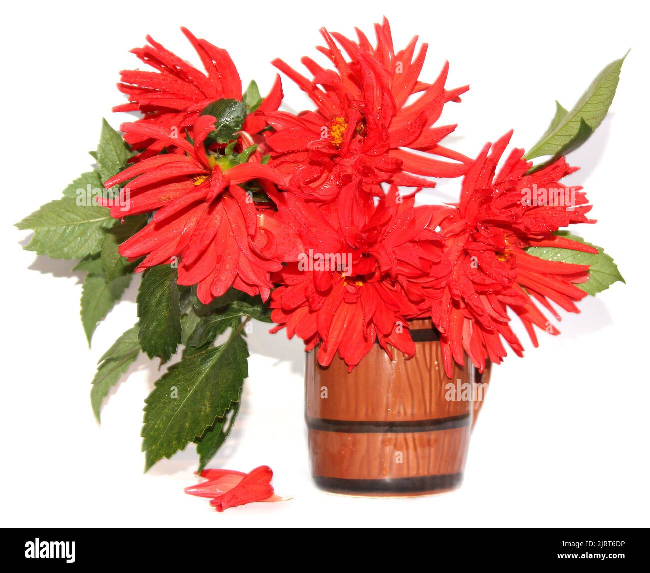 Red dahlias in a ceramic vase isolated Stock Photo Alamy