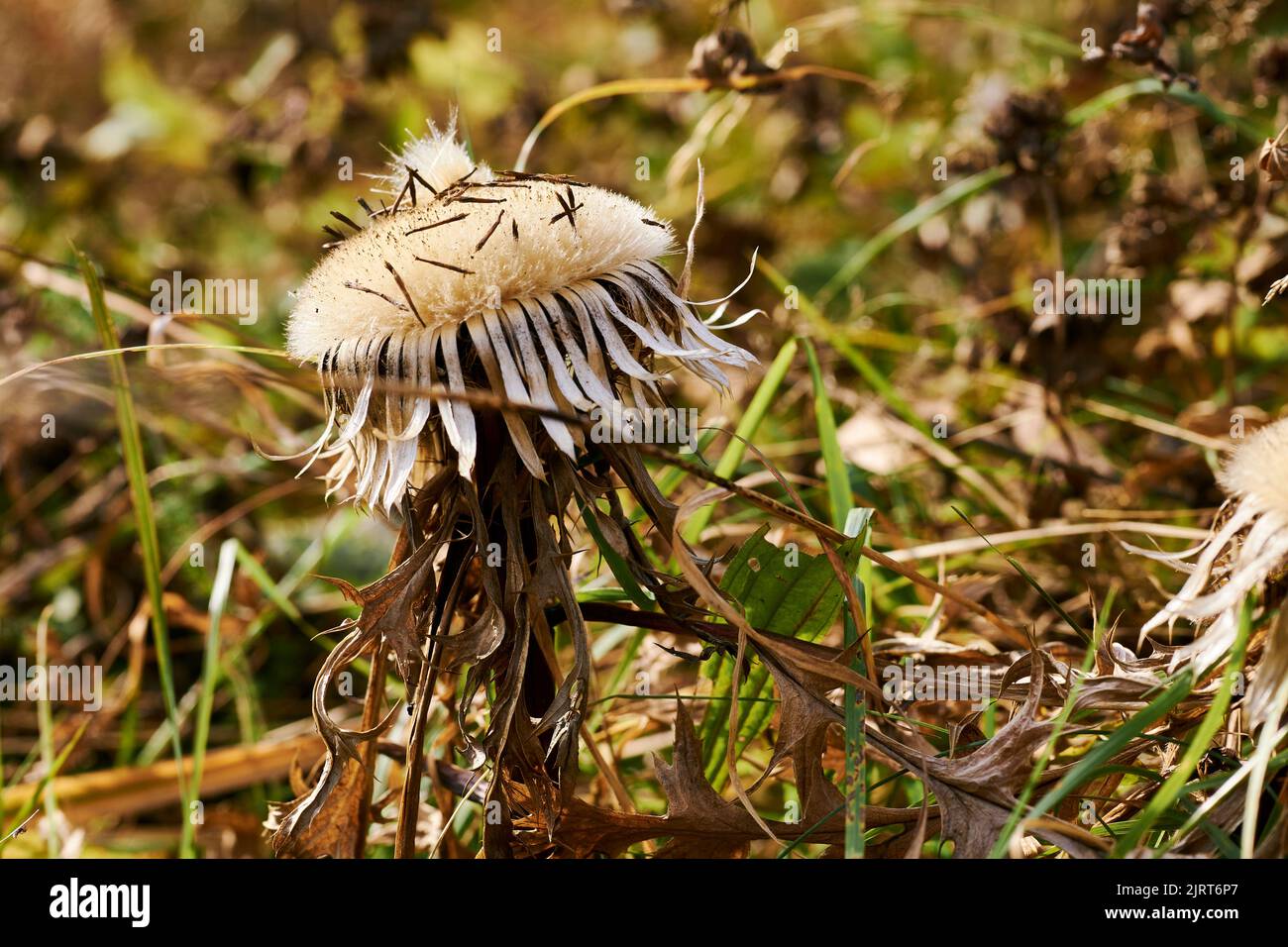 Leaving withered wild hi-res stock photography and images - Alamy