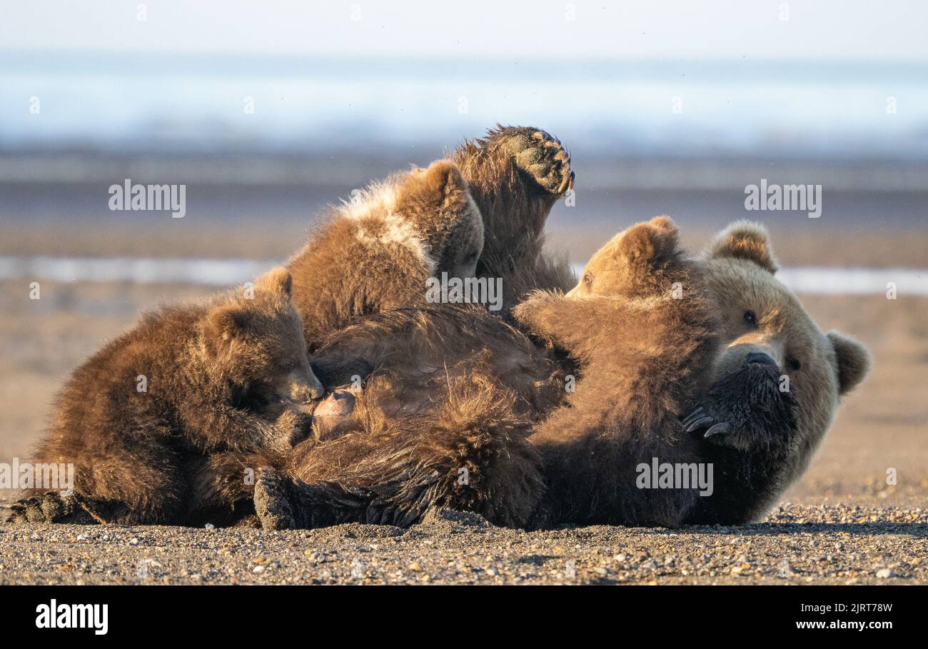 The cubs take a drink of milk from mum. Lake Clark National Park, Alaska,US: THESE ADORABLE photos show a mother brown bear acting as a taxi for her y Stock Photo