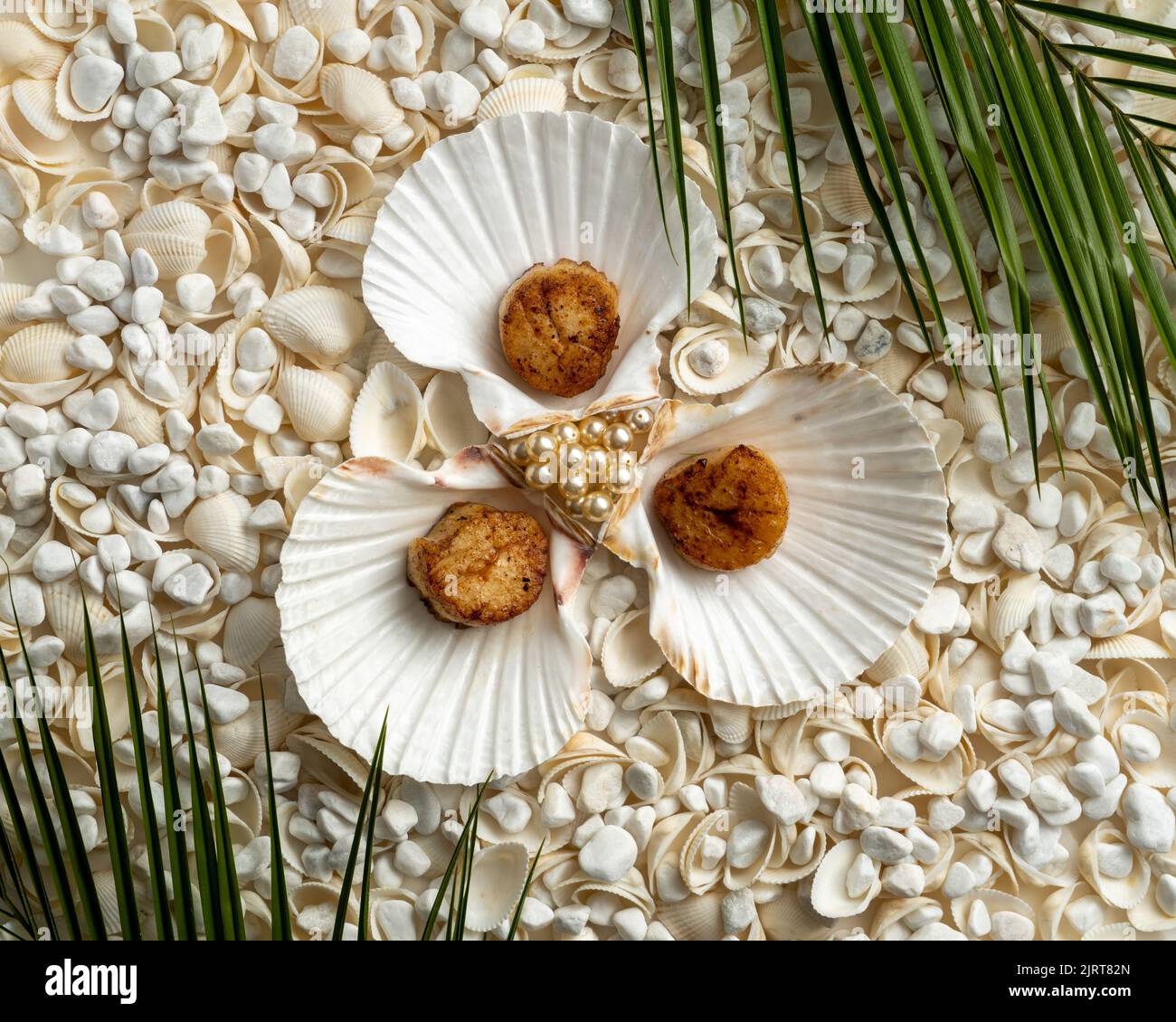 Top view of seared scallops in half shells on background of textured ...