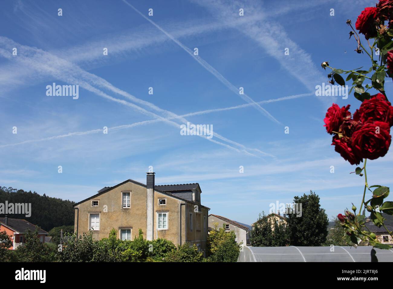 chemtrail and roses in a summer sky Stock Photo