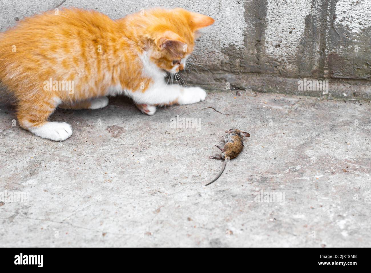 The kitten caught the mouse. Rodents garden pests, the fight against