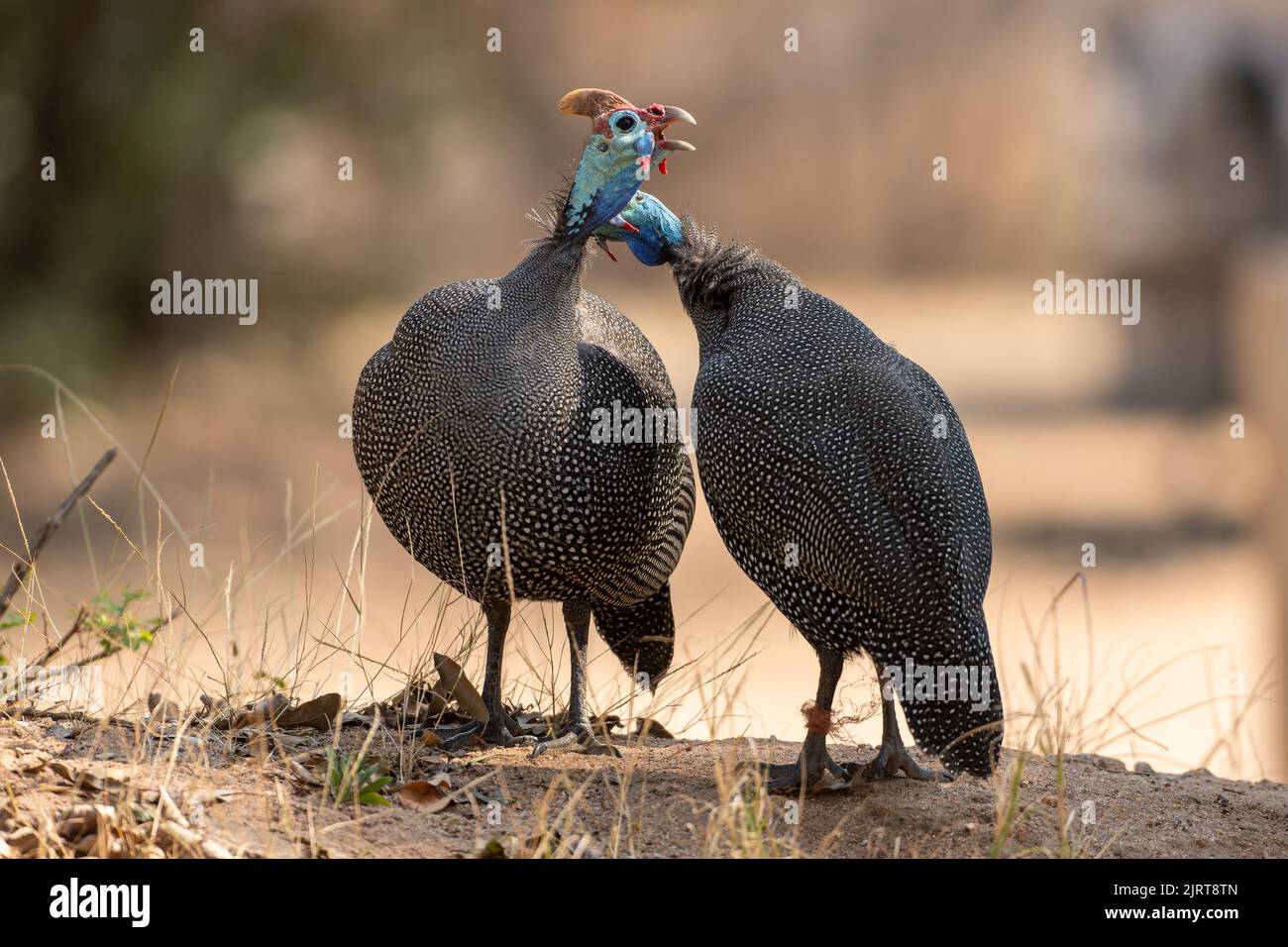 A couple of cute Helmeted Guinea Fowls Stock Photo