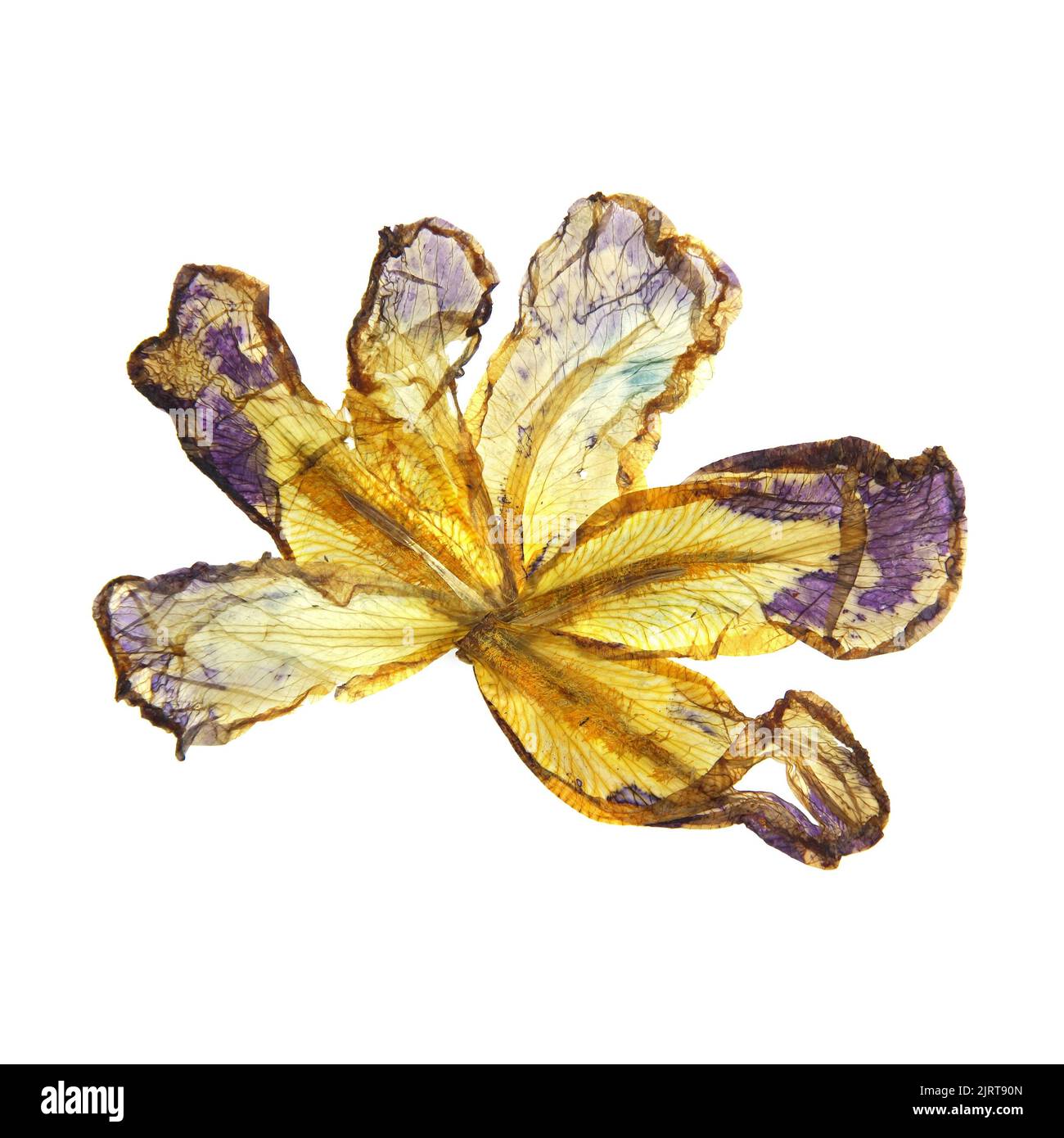 application of dried pressed motley multicolored iris Stock Photo Alamy