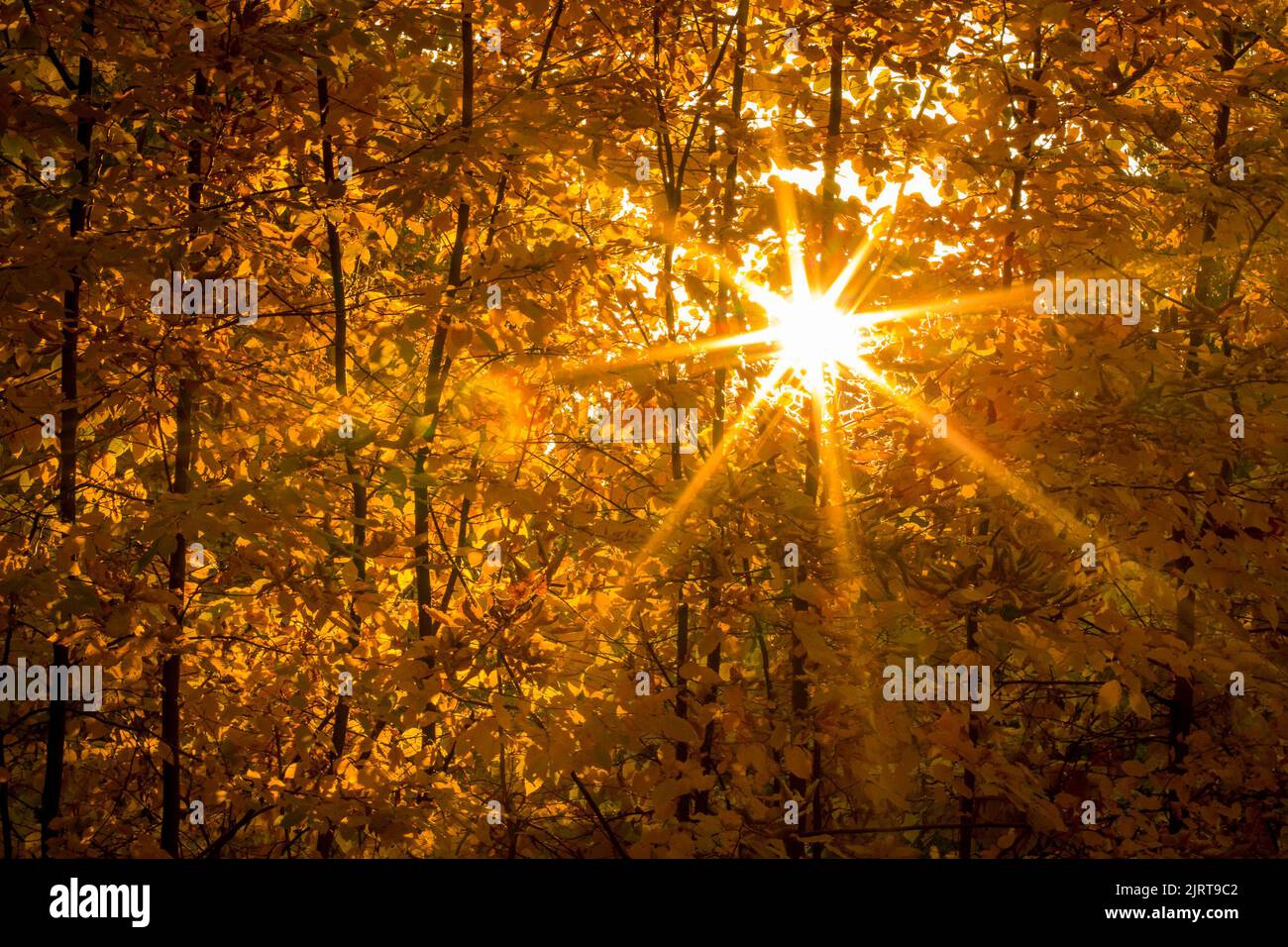 Autumn trees - late afternoon sun in beech leaves creating lens flare effect. HD wallpaper, 4k warm background. Illustrative editorial content - summe Stock Photo